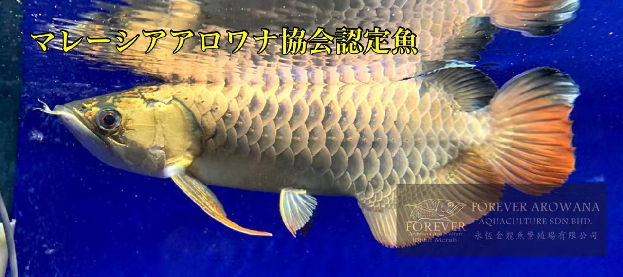 アジアアロワナ・熱帯魚専門店 販売 【トロピカルフィッシュ佐野】 大阪